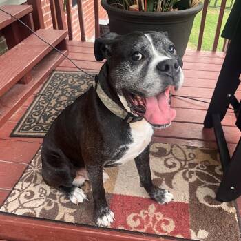 Bear (courtesy post) -  Boxer Dog for Adoption in Clarksville, Virginia - Bear (courtesy Post) | PetCurious