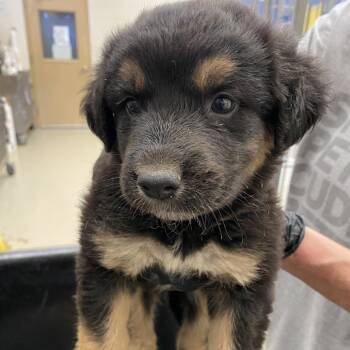 Labrador Retriever Dogs Available for Adoption in Austin, Texas - Lovejoy | PetCurious