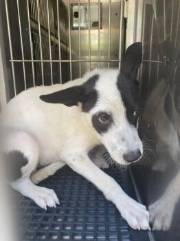 MOO -  Mixed Breed Dog for Adoption in Dallas, Texas - MOO | PetCurious