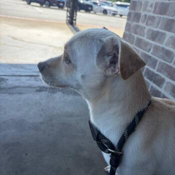 Tucker -  Chihuahua and Dachshund Dog for Adoption in St. Augustine, Florida - Tucker | PetCurious