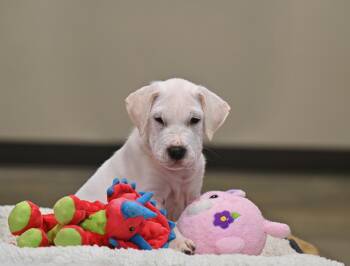Duke -  Shar Pei and Great Pyrenees Dog for Adoption in Falmouth, Maine - Duke | PetCurious