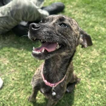 Precious C-34391 -  Chihuahua Dog for Adoption in Oklahoma City, Oklahoma - Precious C-34391 | PetCurious