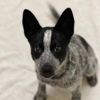 Moxie the Puppy! -  Australian Cattle Dog Blue Heeler Dog for Adoption in Burlingame, California - Moxie The Puppy! | PetCurious