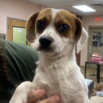 Monk -  Puggle Dog for Adoption in Columbus, Georgia - Monk | PetCurious