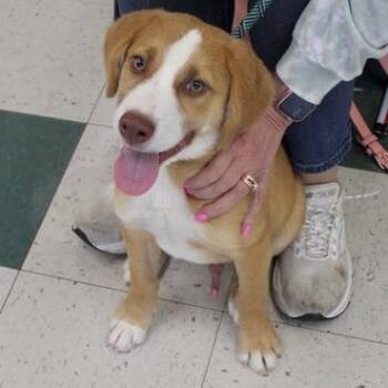 Ranger -  Labrador Retriever Dog for Adoption in Birmingham, Alabama - Ranger | PetCurious