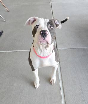 Fallon -  Pit Bull Terrier and Boxer Dog for Adoption in Pontiac, Michigan - Fallon | PetCurious