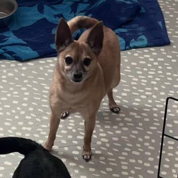 Maverick -  Chihuahua Dog for Adoption in Englewood, Florida - Maverick | PetCurious