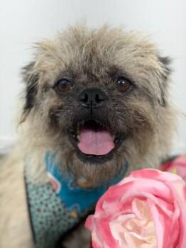 Brussels Griffon and Pekingese Dogs Available for Adoption in Carlsbad, California - Punk-One Of Our Amazing Rescue Dogs | PetCurious
