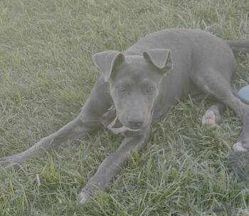 Rescue Shepherd and Pit Bull Terrier Dogs for Adoption in Atwater, California - Ockyeah | PetCurious