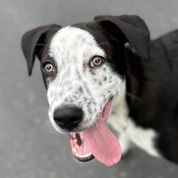 Mixed Breed Dogs Available for Adoption in Pleasanton, California - Masa (puppy) - ECAS | PetCurious