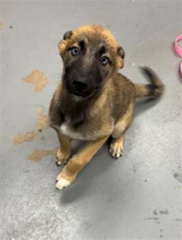 WINNIPEG -  German Shepherd Dog and Mixed Breed Dog for Adoption in Peoria, Illinois - WINNIPEG | PetCurious