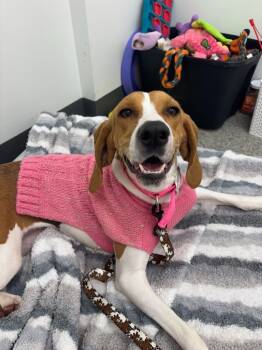Rescue Coonhound Dogs for Adoption in Findlay, Ohio - Sadie | PetCurious