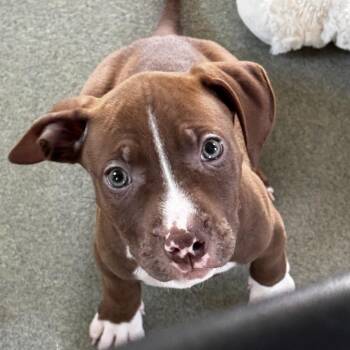 Moonbeam -  Pit Bull Terrier Dog for Adoption in Bradenton, Florida - Moonbeam | PetCurious