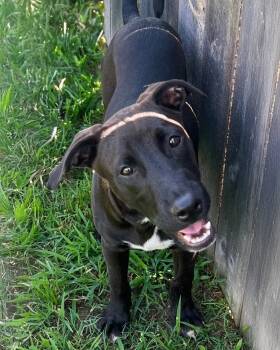 Rescue Labrador Retriever and Yellow Labrador Retriever Dogs for Adoption in Little Rock, Arkansas - Jayden | PetCurious