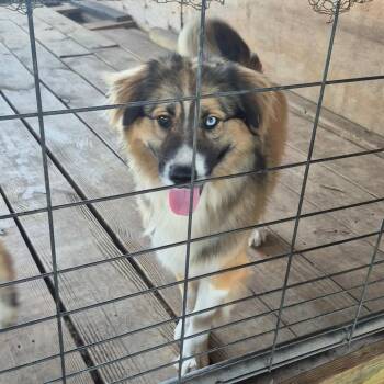 Pablo -  Mixed Breed Dog for Adoption in Lake Panasoffkee, Florida - Pablo | PetCurious