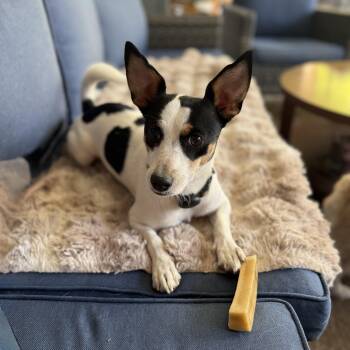 Piper (Courtesy Post) -  Rat Terrier Dog for Adoption in Woodside, California - Piper (Courtesy Post) | PetCurious