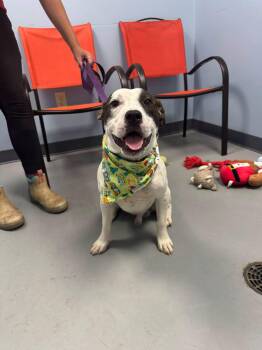 Little Baby -  Terrier Dog for Adoption in Zanesville, Ohio - Little Baby | PetCurious