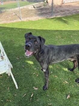 Catahoula Leopard Dog and Mixed Breed Dogs Available for Adoption - Daytona Speedway - 2 | PetCurious