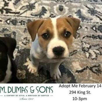 Terrier and Mixed Breed Dogs Available for Adoption - 3394B Dean | PetCurious
