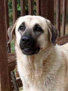 261221  Luna -  Anatolian Shepherd Dog for Adoption in Wetumpka, Alabama - 261221  Luna | PetCurious