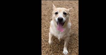 Penny -  Australian Cattle Dog Blue Heeler and Chihuahua Dog for Adoption in Dallas, Texas - Penny | PetCurious