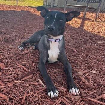 Twiggy -  Mixed Breed Dog for Adoption in Bronson, Florida - Twiggy | PetCurious