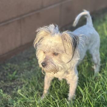 Temu -  Terrier and Mixed Breed Dog for Adoption in Las Vegas, Nevada - Temu | PetCurious
