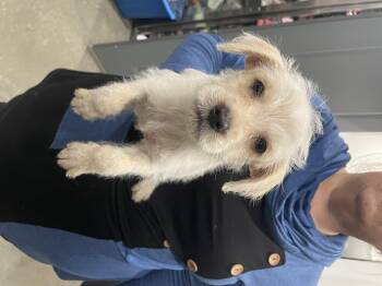 Miniature Poodle Dogs Available for Adoption - Tommy Lee Scones | PetCurious