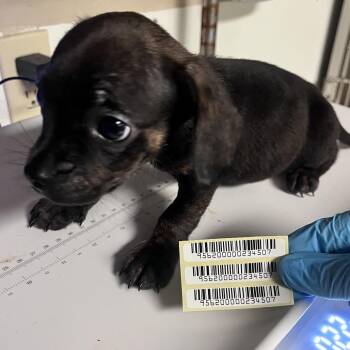 Iron Man -  Mixed Breed Dog for Adoption in Charleston, West Virginia - Iron Man | PetCurious