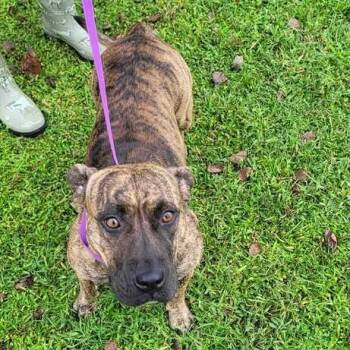 Autumn -  Bulldog and Hound Dog for Adoption in Valdosta, Georgia - Autumn | PetCurious