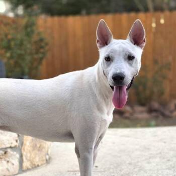 Diva -  Labrador Retriever Dog for Adoption in Martinez, California - Diva | PetCurious