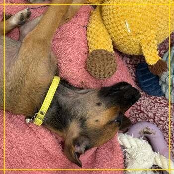 Twilight -  Chihuahua and Dachshund Dog for Adoption in Austin, Texas - Twilight | PetCurious