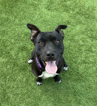 ELIJAH -  Staffordshire Bull Terrier and Mixed Breed Dog for Adoption in Sarasota, Florida - ELIJAH | PetCurious