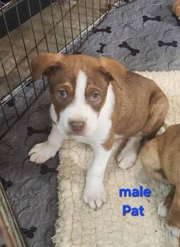 Rescue Australian Kelpie and Cattle Dog Dogs for Adoption in Bend, Oregon - Pat | PetCurious