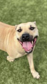 Rescue Pit Bull Terrier Dogs for Adoption in Godfrey, Illinois - Kelsie | PetCurious