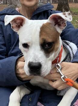 Rescue American Staffordshire Terrier Dogs for Adoption in Rockville, Maryland - Teddy | PetCurious