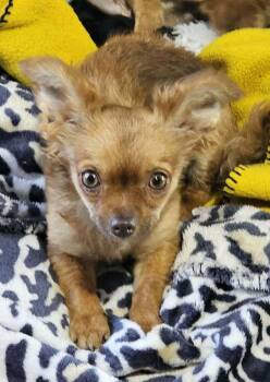 Penny -  Chihuahua Dog for Adoption in Santa Rosa, California - Penny | PetCurious
