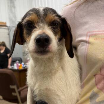 Terrier Dogs Available for Adoption in Corbin, Kentucky - Bonnie | PetCurious