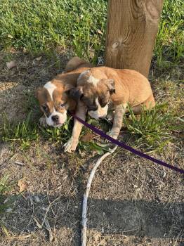 Bonnie -  Pit Bull Terrier and Boxer Dog for Adoption in St. Clair Shores, Michigan - Bonnie | PetCurious