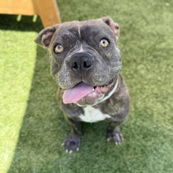 French Bulldog Dogs Available for Adoption in Long Beach, California - Rainbow Dash | PetCurious