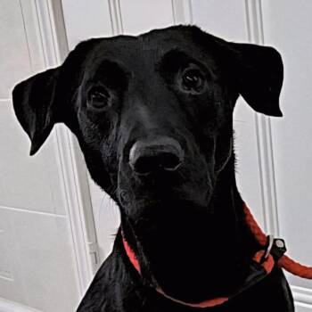 Rescue Black Labrador Retriever and Mixed Breed Dogs for Adoption in Hoopeston, Illinois - Velma | PetCurious
