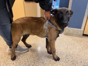 German Shepherd Dog and Belgian Shepherd Malinois Dogs Available for Adoption - BOE | PetCurious