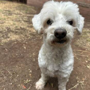 Poodle Dogs Available for Adoption in San Diego, California - NOODLE | PetCurious