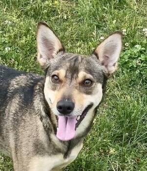 Shepherd Dogs Available for Adoption in Glasgow, Kentucky - Fe Fe | PetCurious