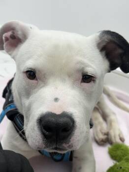 Domino -  Pit Bull Terrier Dog for Adoption in Roseville, California - Domino | PetCurious