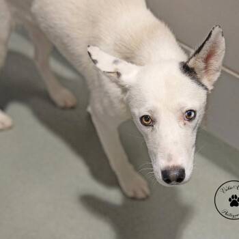 Husky Dogs Available for Adoption in Abilene, Texas - Snow | PetCurious
