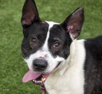 Mixed Breed Dogs Available for Adoption in Kansas City, Missouri - Warner | PetCurious