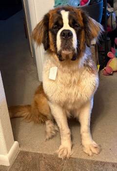 Saint Bernard Dogs Available for Adoption in Larkspur, Colorado - Penelope | PetCurious