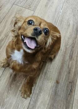 Maggie -  Cavalier King Charles Spaniel Dog for Adoption in Martinsville, Indiana - Maggie | PetCurious
