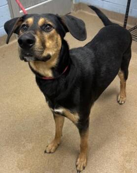 Dodger -  Mixed Breed Dog for Adoption in Chamblee, Georgia - Dodger | PetCurious